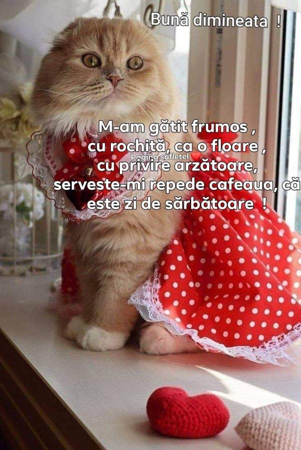 котик доброе утро