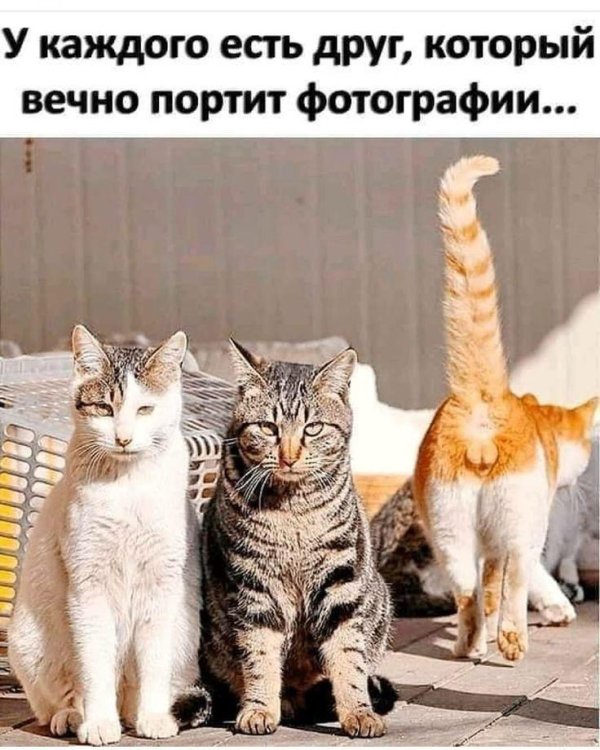 забавные кошки