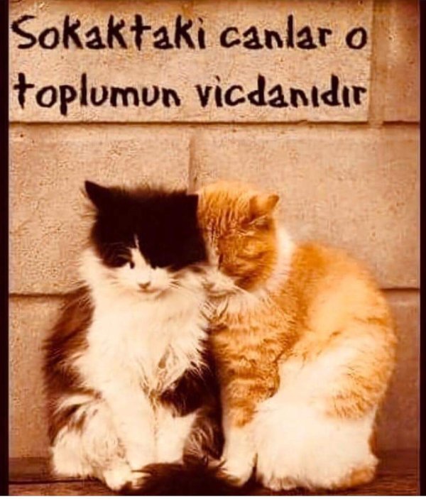 картина два кота