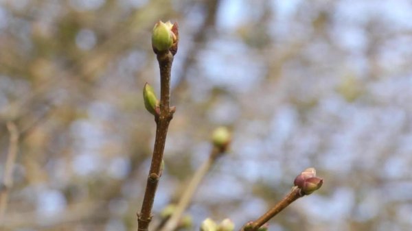 Весна почки распускаются