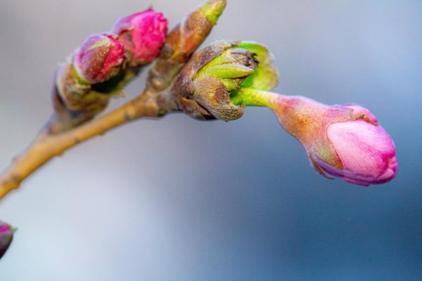 бутон сакуры