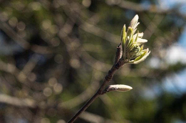 побег магнолии