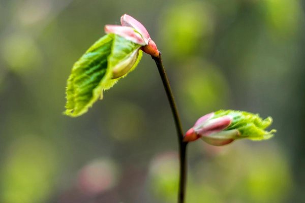 липа распускание листочков