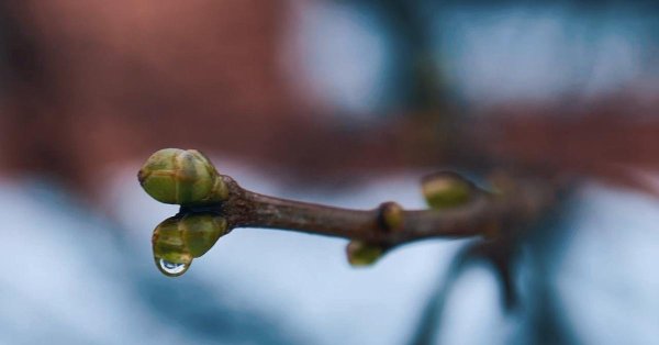 побег сирени с почками