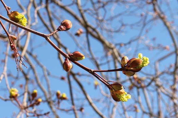 весеннее дерево