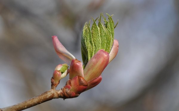 почки клена