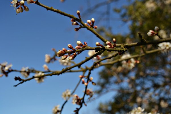 prunus armeniaca