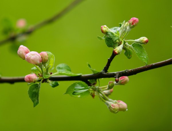 яблоня цветки