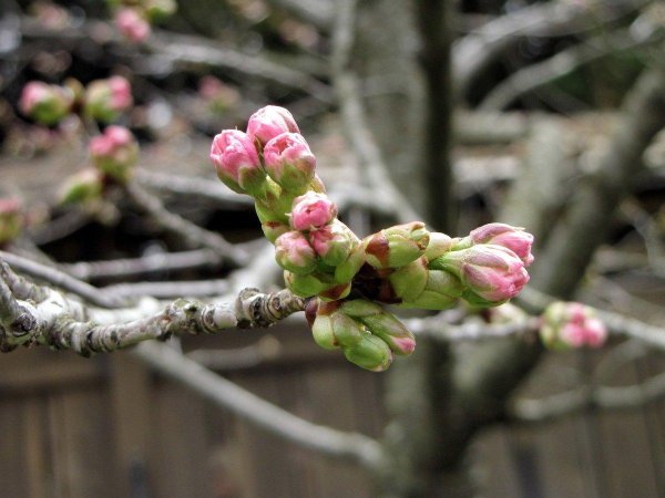 фаза розовый бутон у яблони