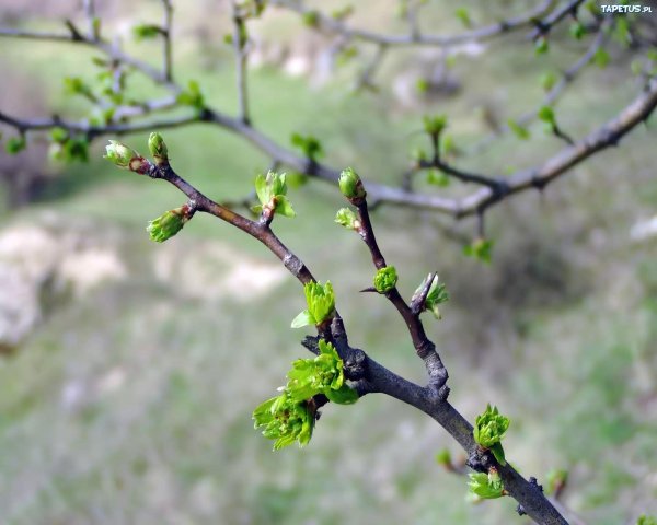 деревья ранней весной