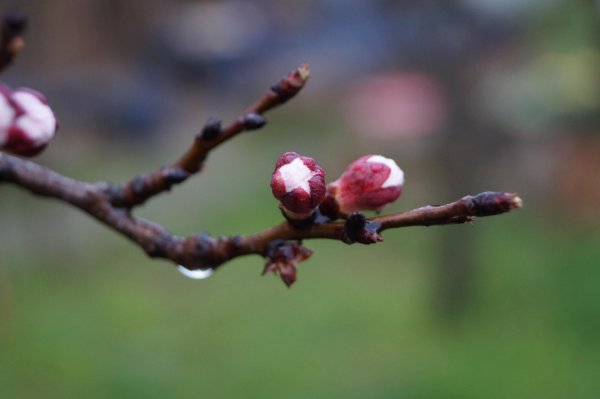 цветение абрикоса