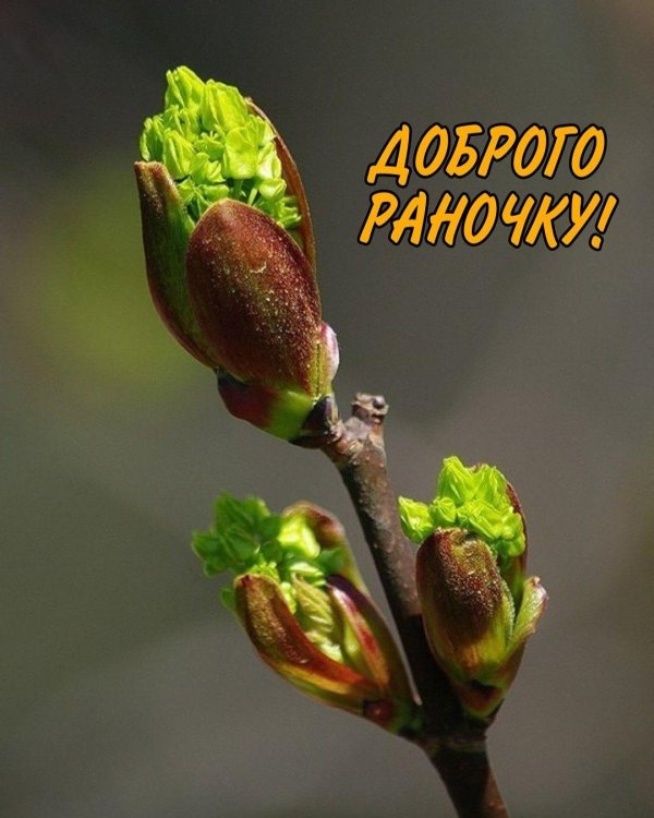 распускание почек