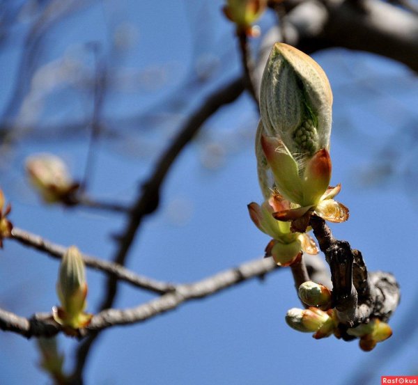 распускание почек
