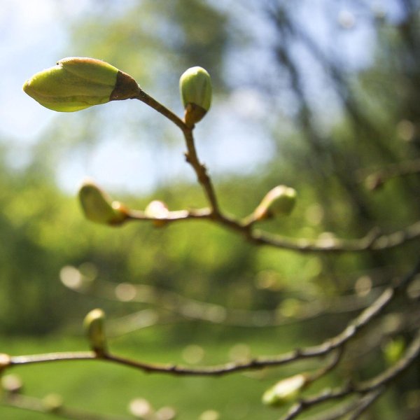 распускаются почки