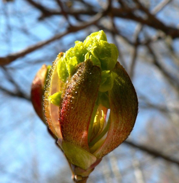 распускание почек