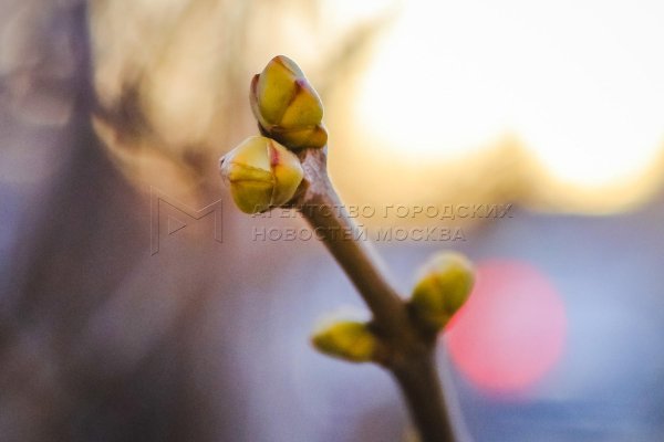 распускаются почки