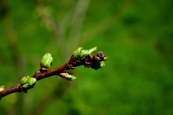 распускание почек