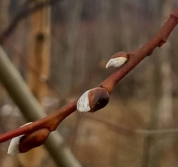 почка на дереве