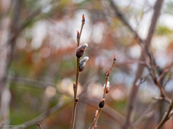 почки вербы