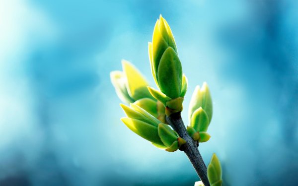 весна листочки распускаются