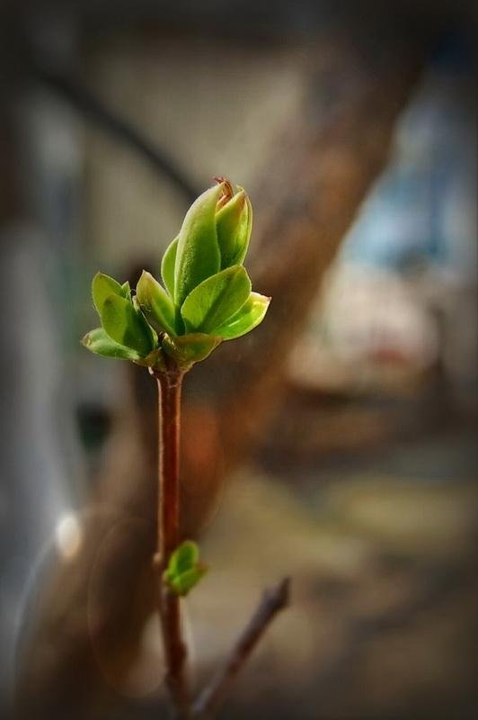 распускающаяся почка сирени