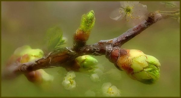 смородиновый почковый клещ