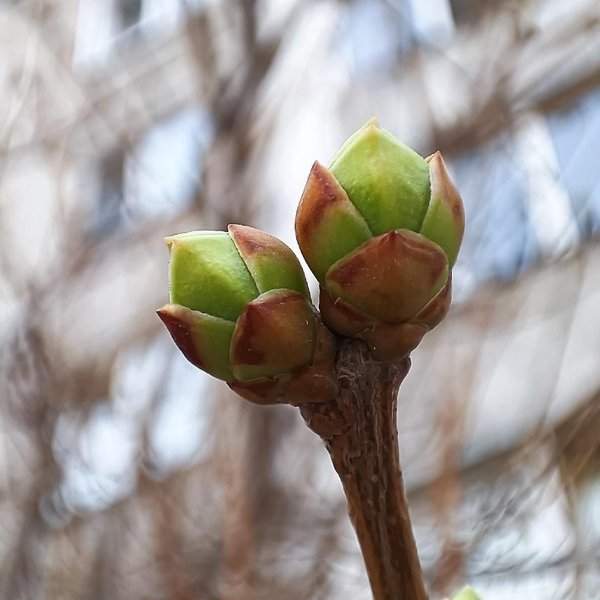 почка дерева