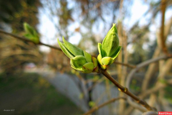 распускающаяся почка сирени