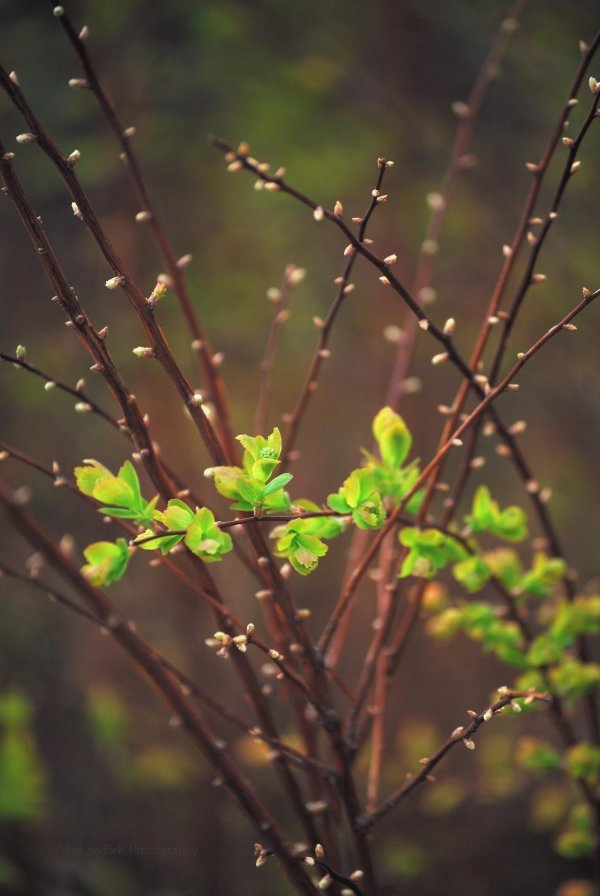 весенние веточки