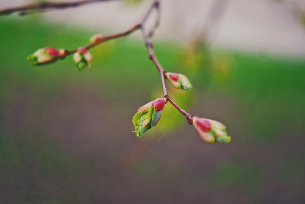 распускание берёзовых почек