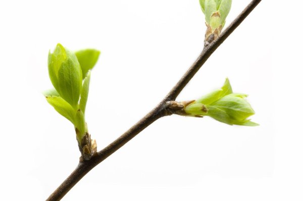 почка на ветке