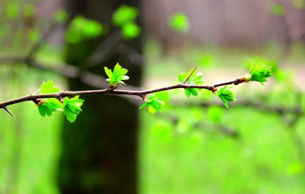 весенняя зелень