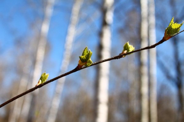 березовые бруньки