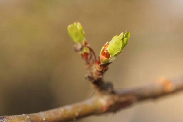 почка на ветке