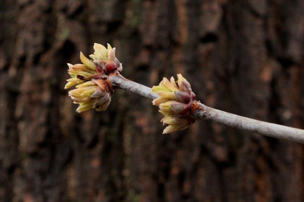 клен ясенелистный цветы
