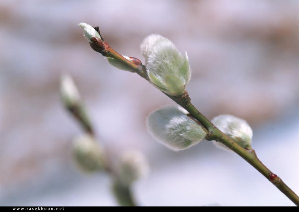 верба цветок