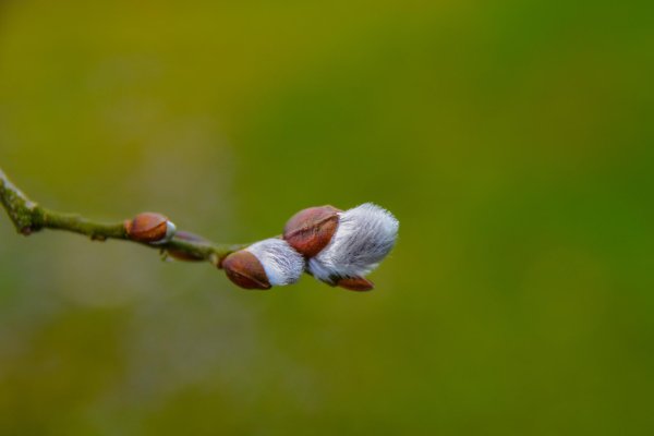 ветка вербы