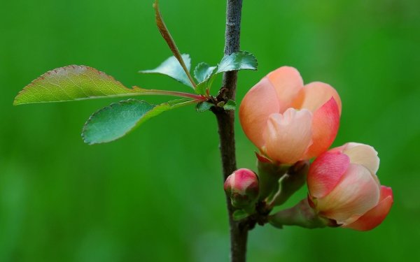 цветок весенний