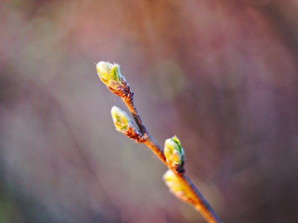 почка на ветке