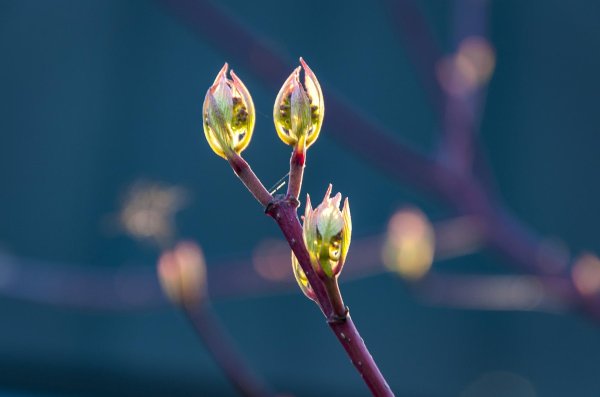 побег сирени с почками
