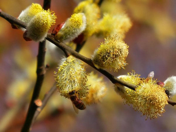 цветущая верба