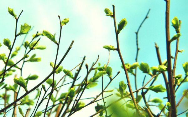 весенние веточки