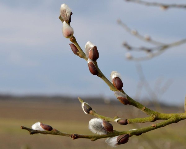 верба цветение