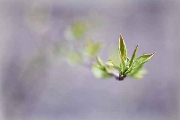 весенние листья