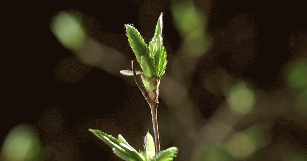 побеги растений