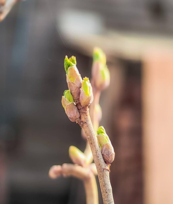 распускание почек