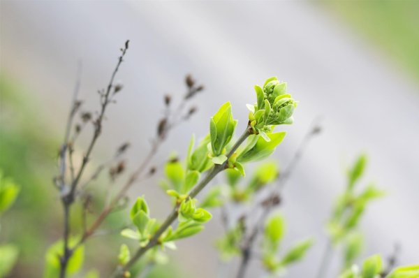 весенние веточки