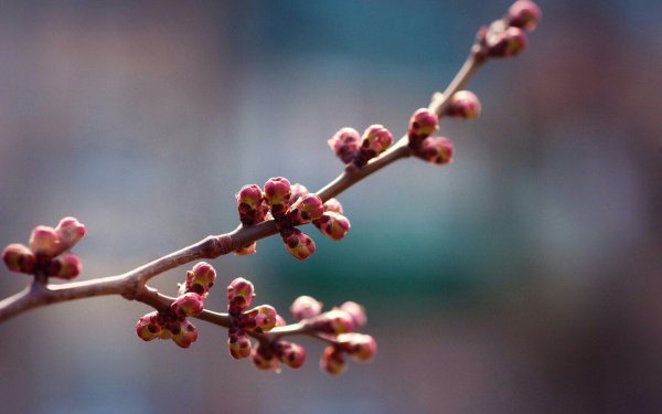 цветочная почка