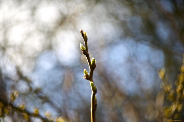 ранняя весна