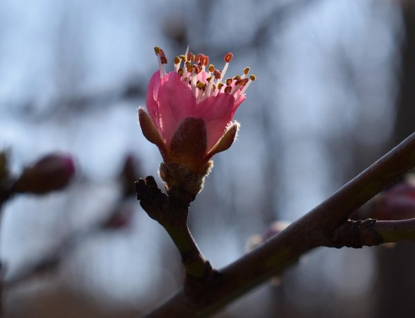 цветущий персик  blooming prunus persica